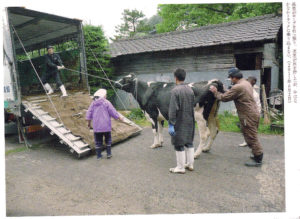 Kuh mit radioaktiver Belastung in Fukushima